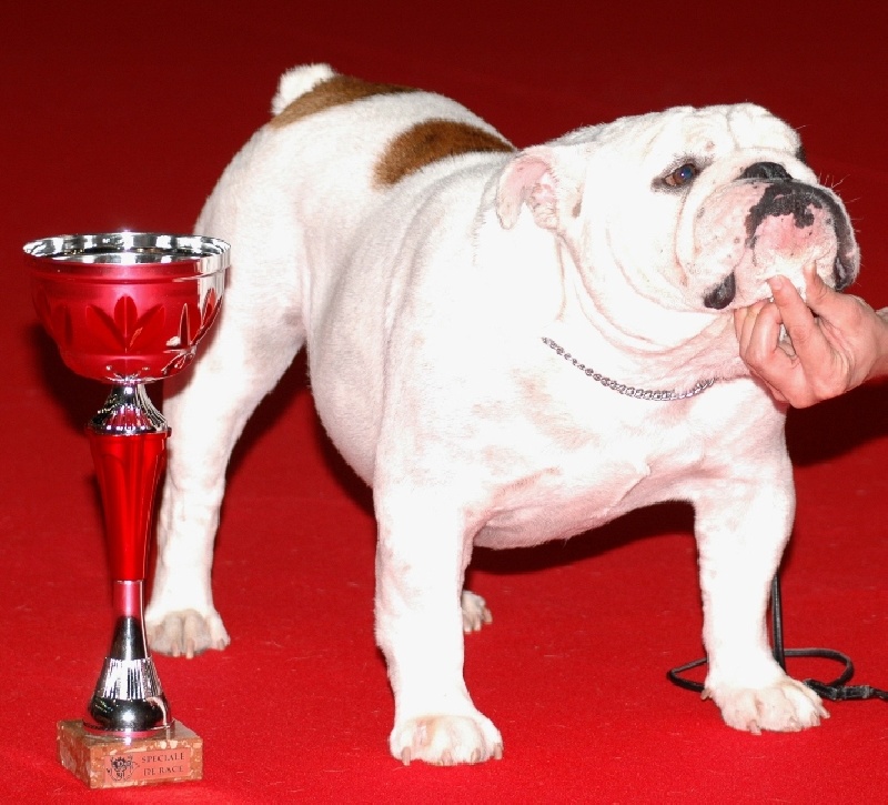 CH. Vuitton des Terres d'Alforie