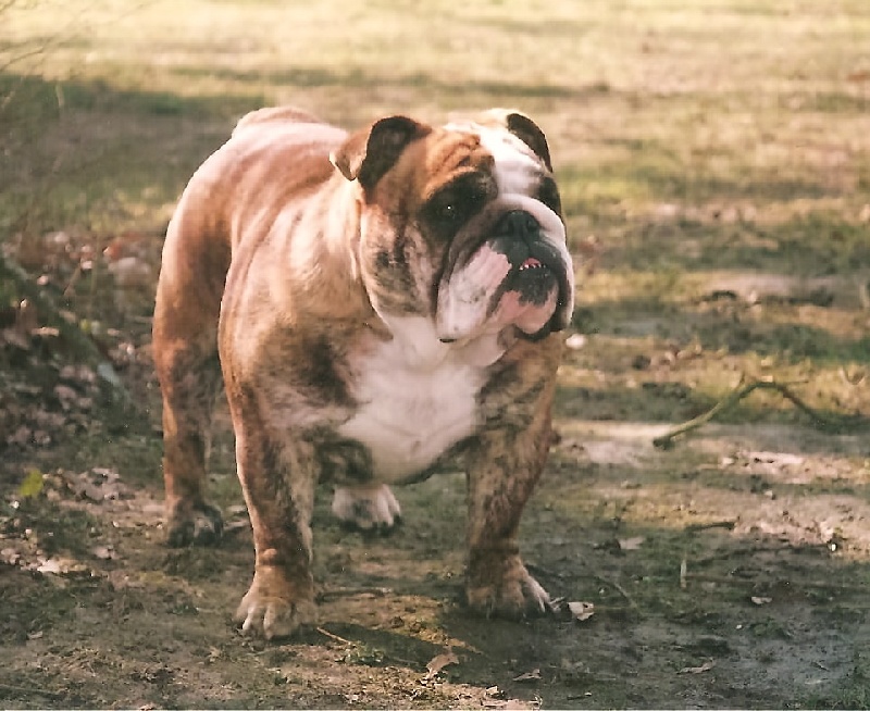 Vieille canaille des Terres d'Alforie