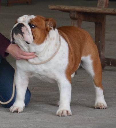 Lord léon des Terres d'Alforie