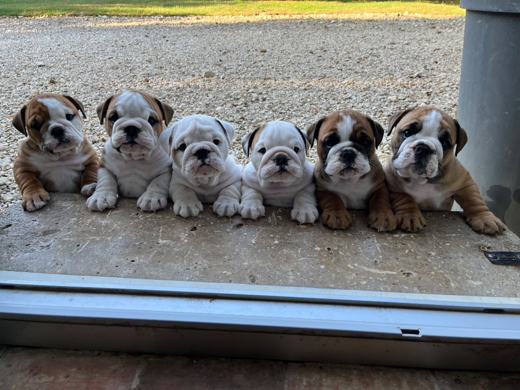 Magnifiques chiots disponibles 