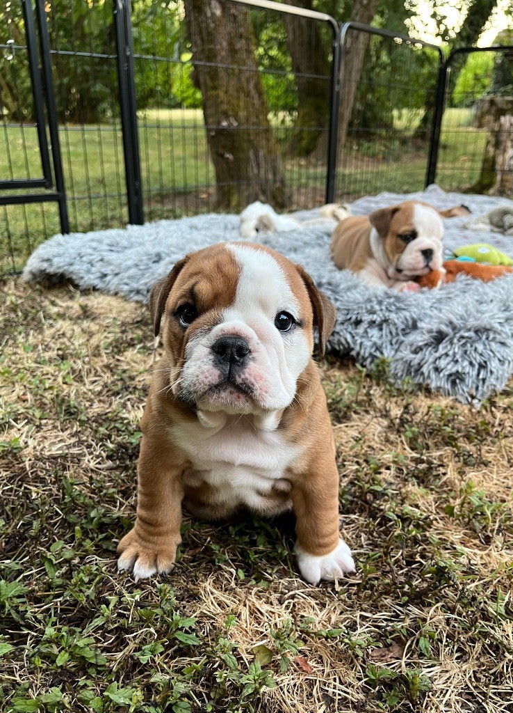 des Terres d'Alforie - Chiots disponibles - Bulldog Anglais