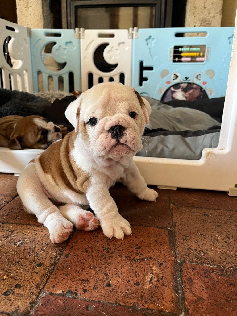 des Terres d'Alforie - Chiots disponibles - Bulldog Anglais