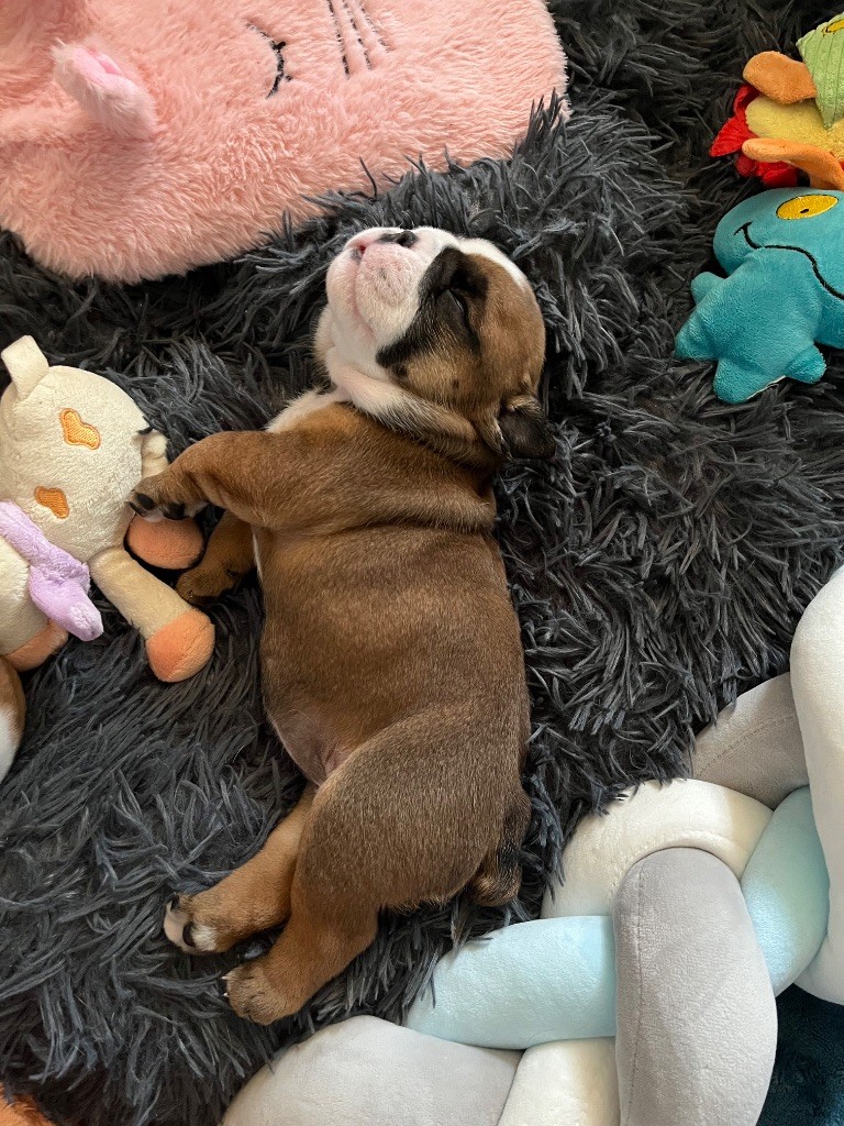 des Terres d'Alforie - Chiots disponibles - Bulldog Anglais