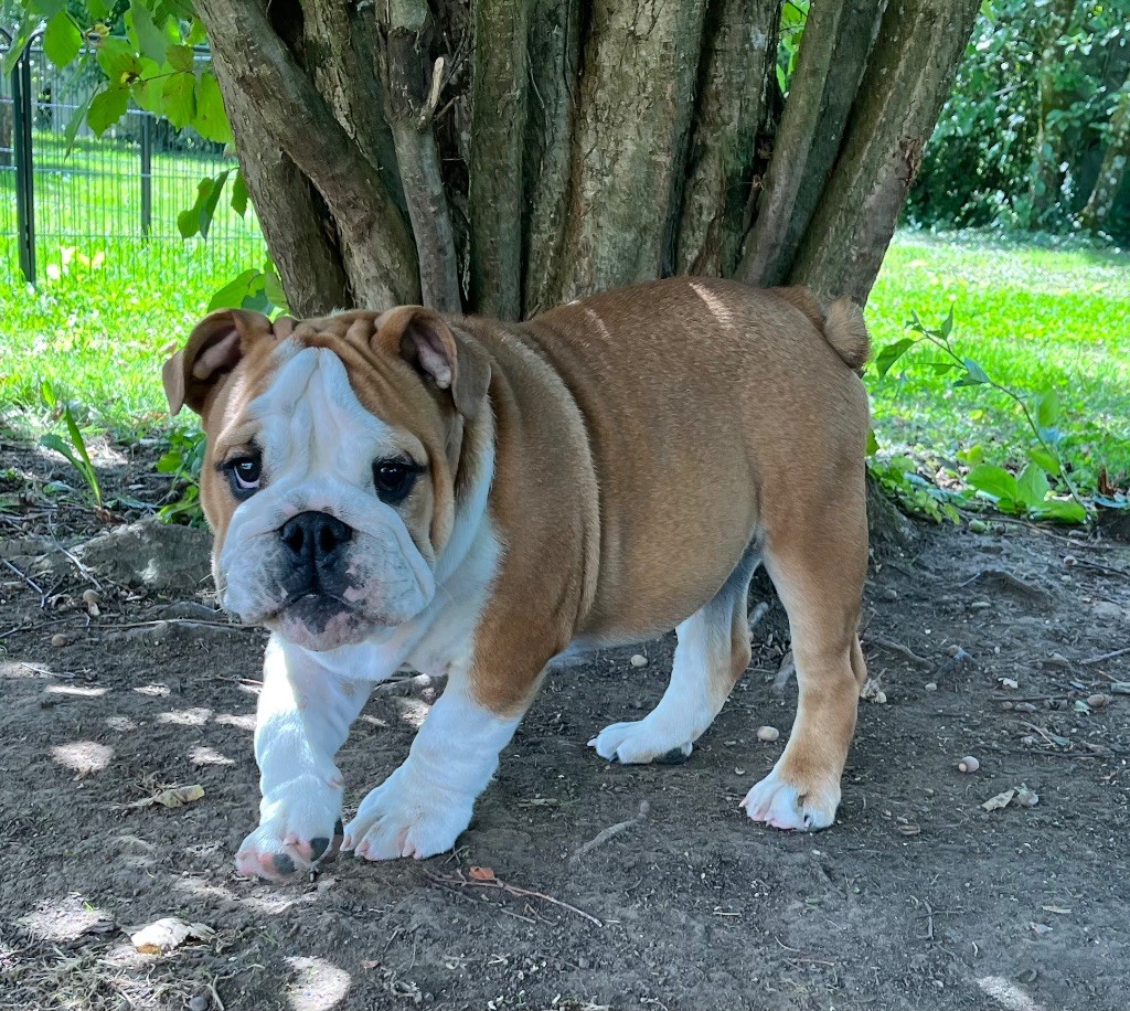 des Terres d'Alforie - Chiots disponibles - Bulldog Anglais