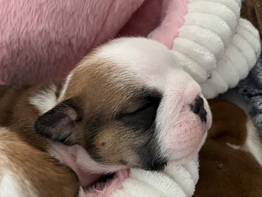 des Terres d'Alforie - Chiots disponibles - Bulldog Anglais