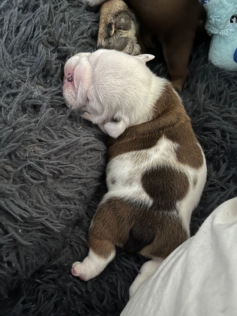 des Terres d'Alforie - Chiots disponibles - Bulldog Anglais