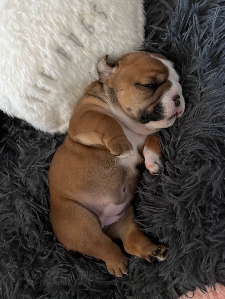 des Terres d'Alforie - Chiots disponibles - Bulldog Anglais
