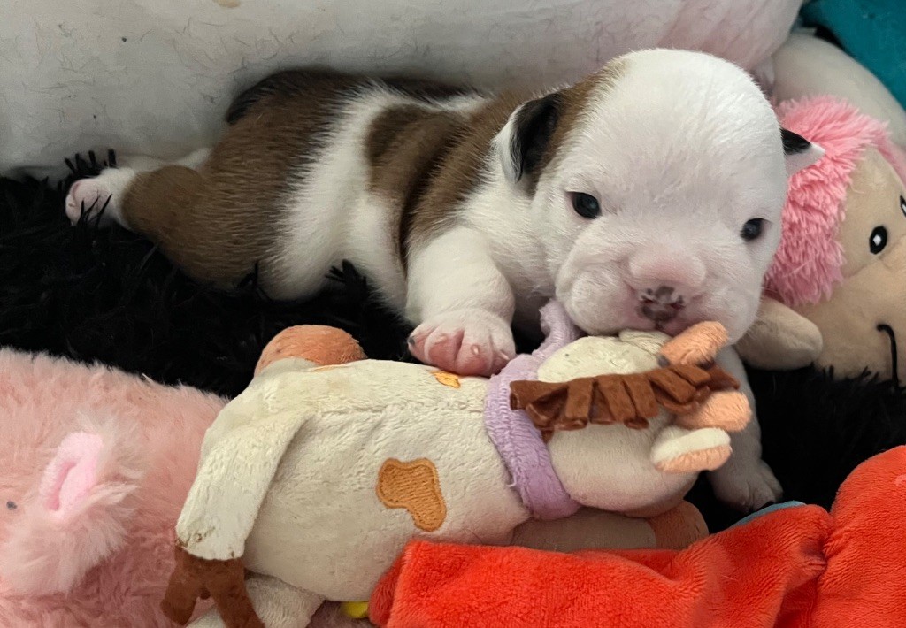 des Terres d'Alforie - Chiots disponibles - Bulldog Anglais