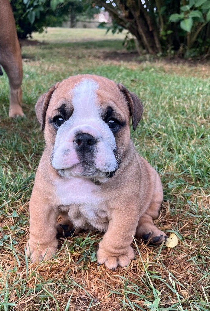 des Terres d'Alforie - Chiots disponibles - Bulldog Anglais