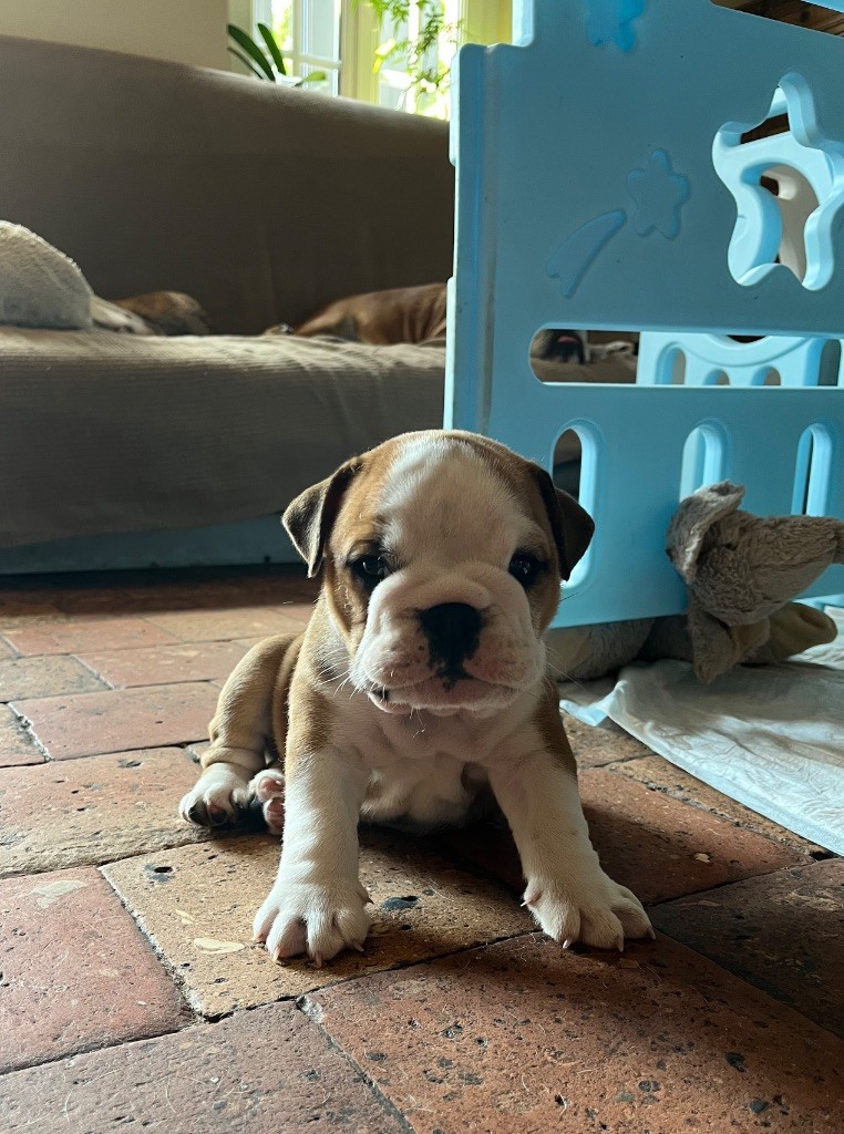 des Terres d'Alforie - Chiots disponibles - Bulldog Anglais